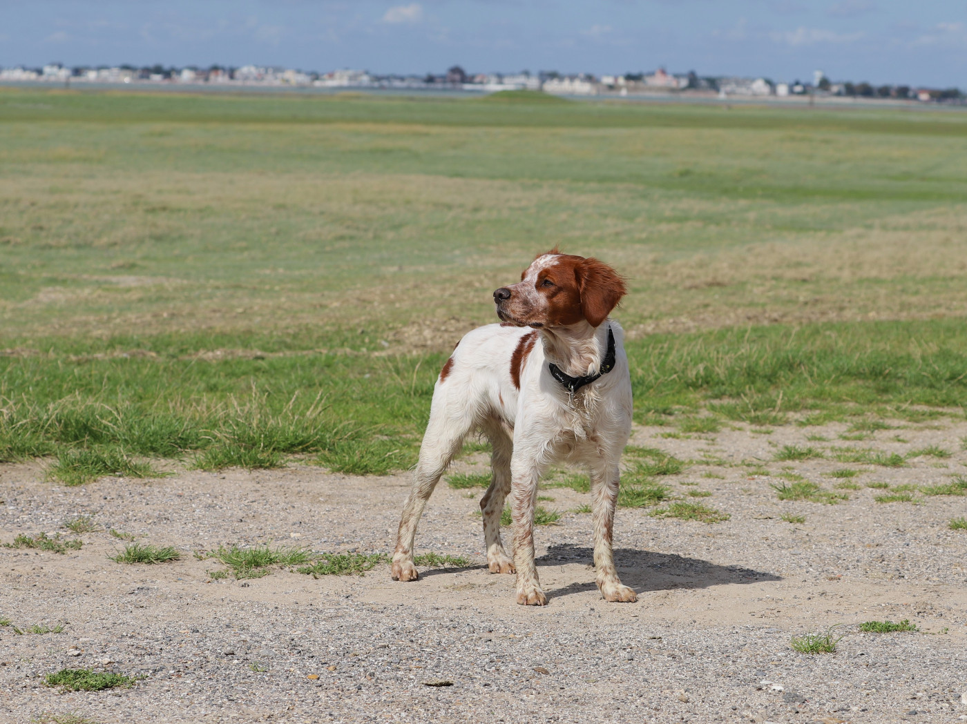 Toots  Des Tours Guillaume