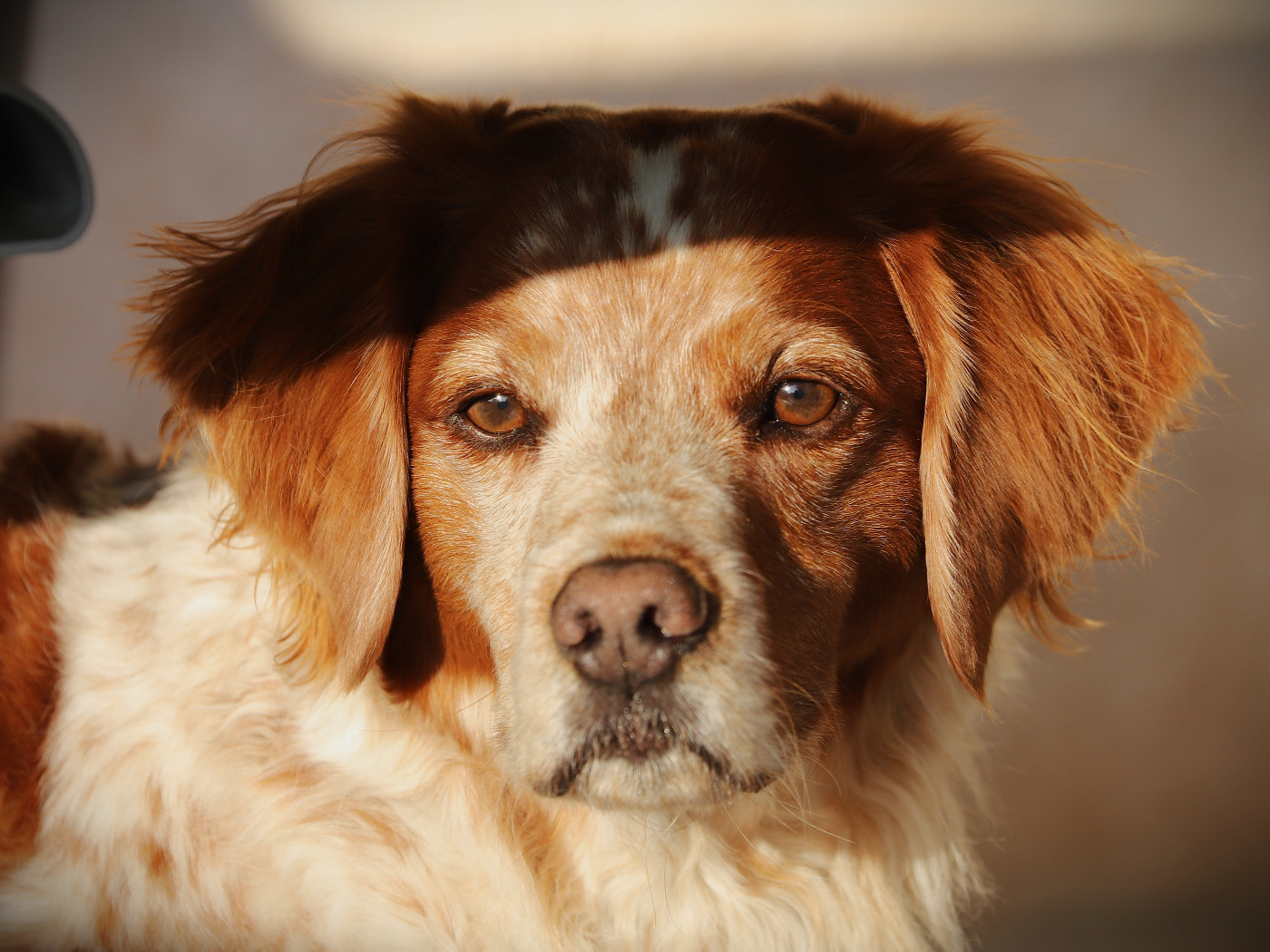 12/10/2025 - Chez Patchou