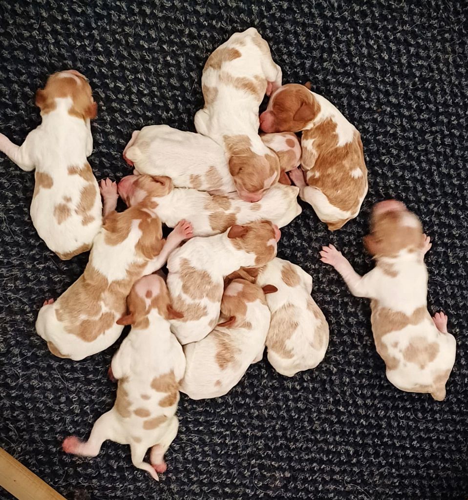 Des petits cousins sont nés !
