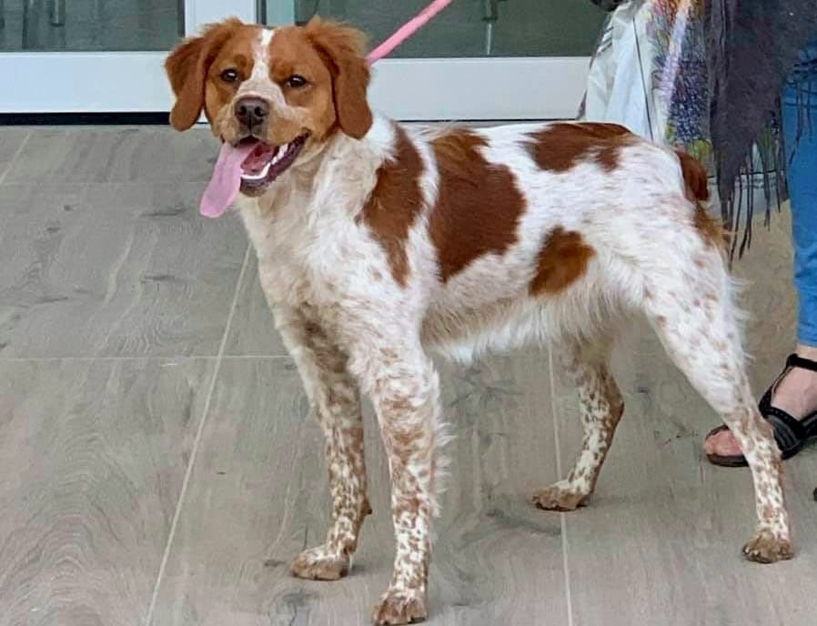 Chiots Melli x Loustic