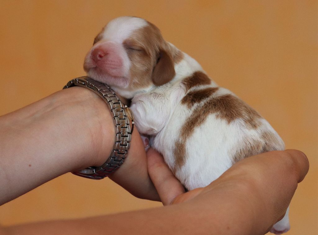 Des Tours Guillaume - Epagneul Breton - Portée née le 09/09/2020